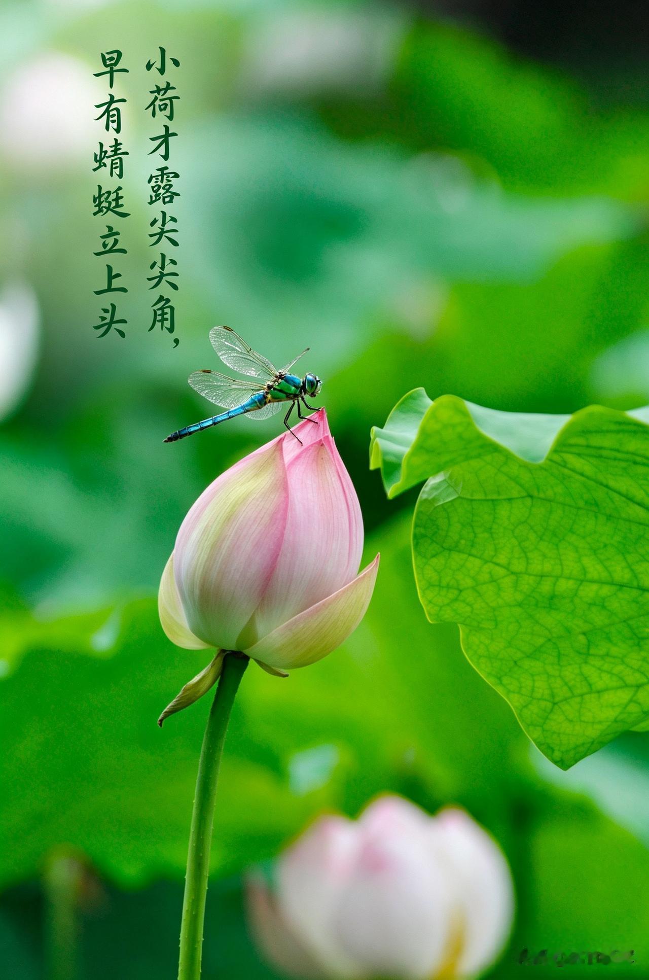 小荷才露尖尖角，早有蜻蜓立上头。两张照片其实是一张，只不过第二张换了背景，不知道