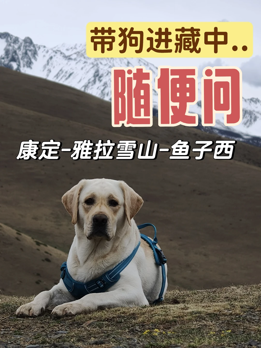 裸辞带狗318！4.19进鱼子西，看草原图书馆