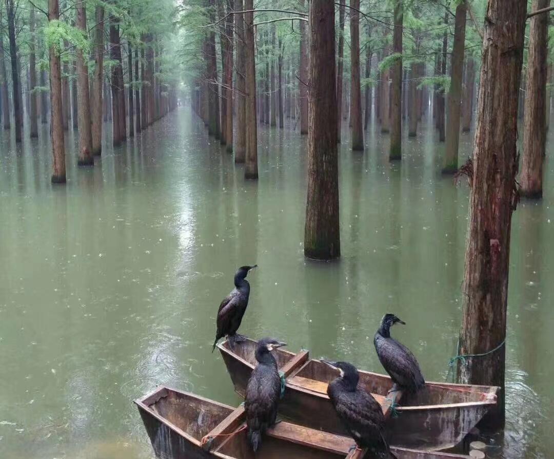 停电停气一天。好无聊的一天，饭没得吃，手机没电没得玩。字练得厌烦，觉睡得头疼，起