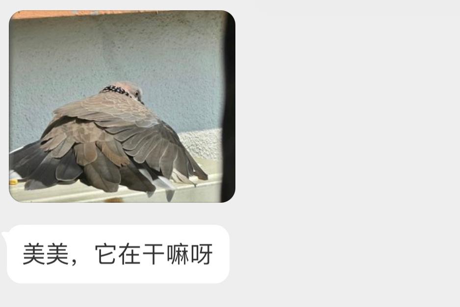 晒太阳鸟的【珠颈斑鸠】正趴着享受日光浴🙊 ​​​