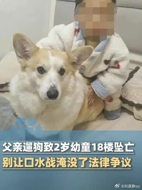 父亲遛狗幼童坠亡称已将狗处理“崔先生表示，狗是他和妻子谈恋爱时买的，因遛狗失去了