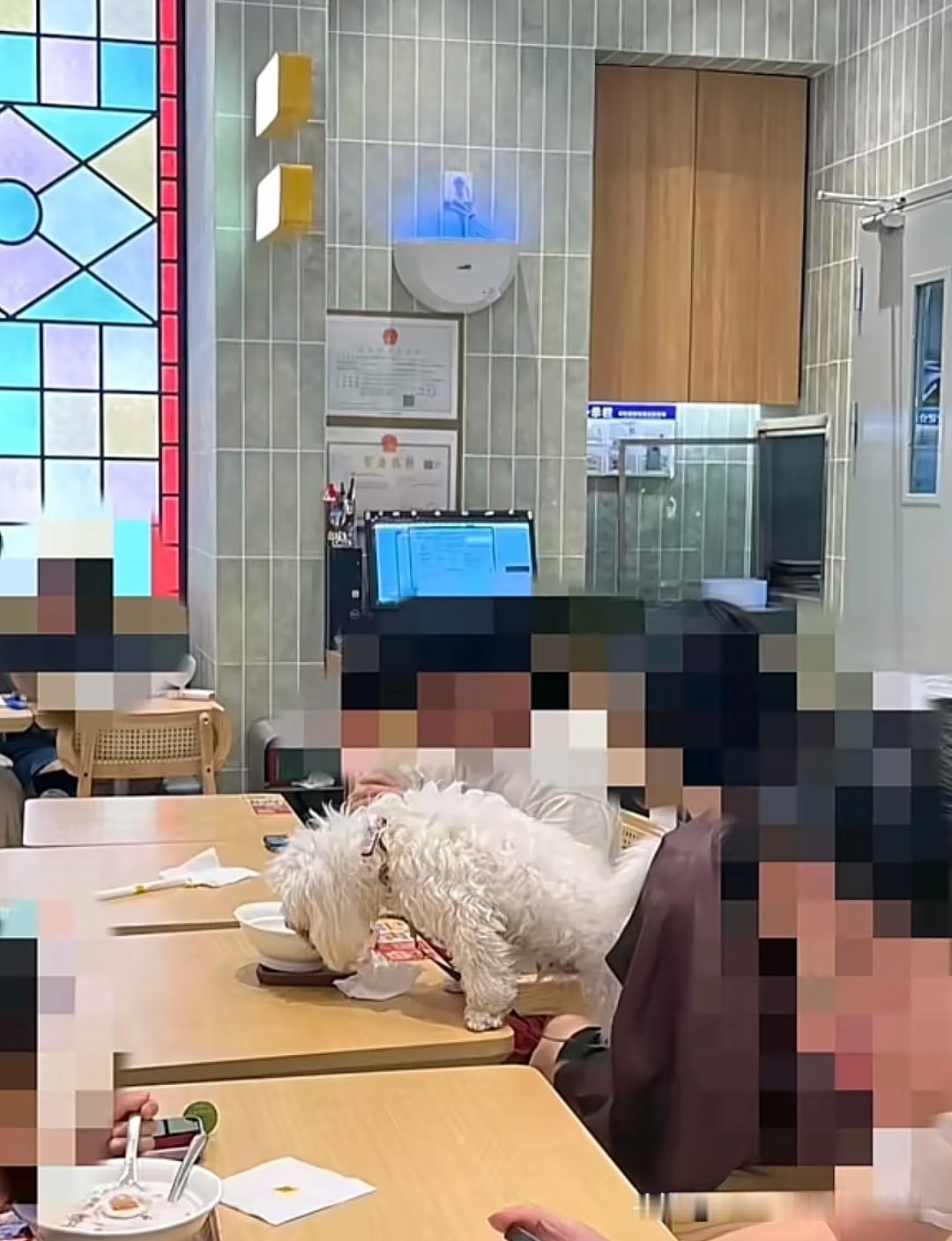 这是广州一名网友在满记甜品番禺天河城店拍到的恶心一幕，狗不仅上桌，还舔食店内的陶