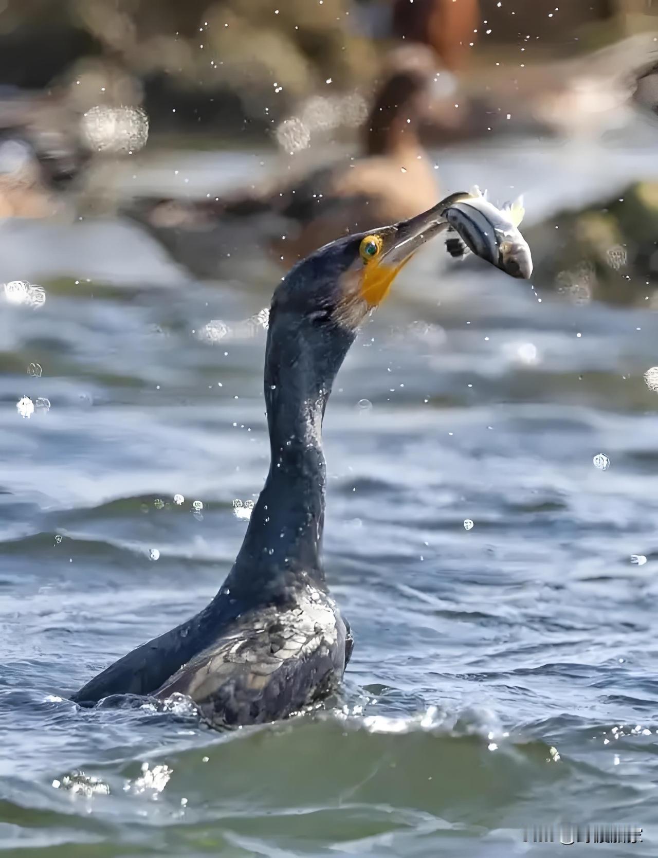 蜀地有渔人，饲养了一只鸬鹚。它脖颈修长，眼神锐利如刀。渔人训练它多年，入水时悄无