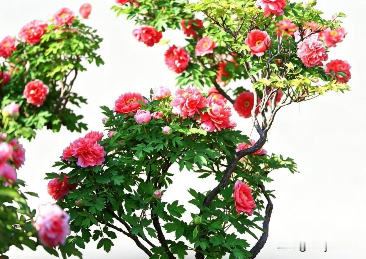 蝶恋花·牡丹
粉艳深红枝上闹，雨润新妆，柔蔓依风袅。不借春光争媚好，清姿自把芳华