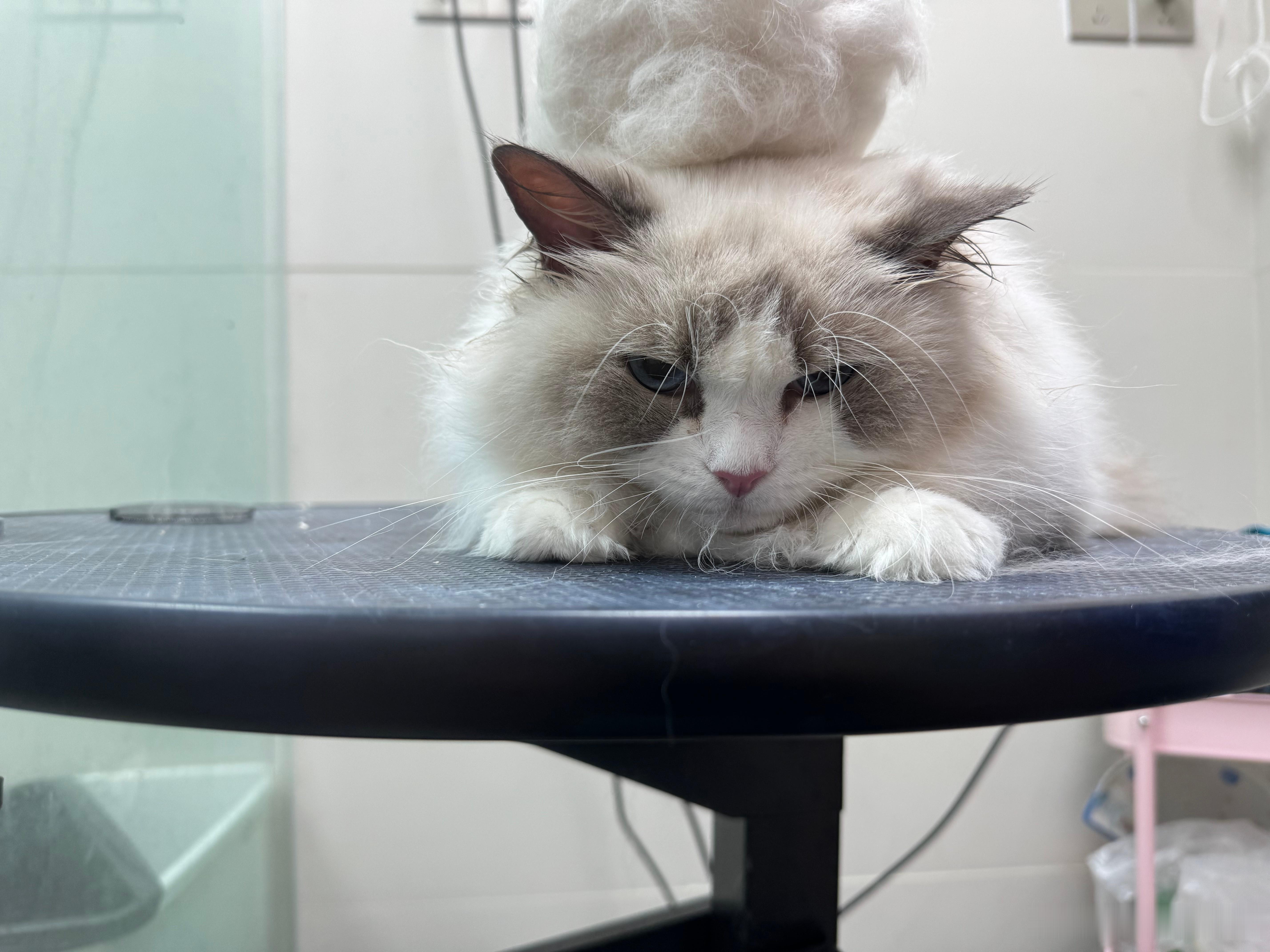 分享下我家小猫日常洗护费用，我大概是四个月给它们洗一次，一年洗澡预计3000多，