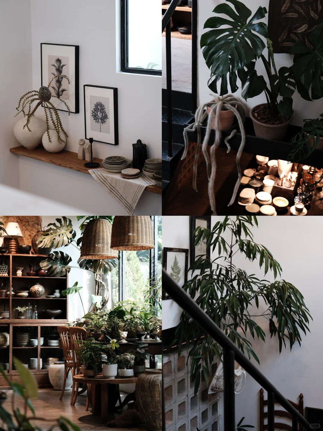 在深圳，一家专注景观和生活美学的植物店