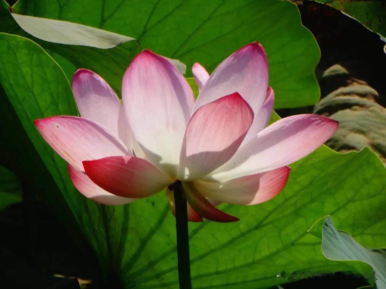 #随手拍个荷花#