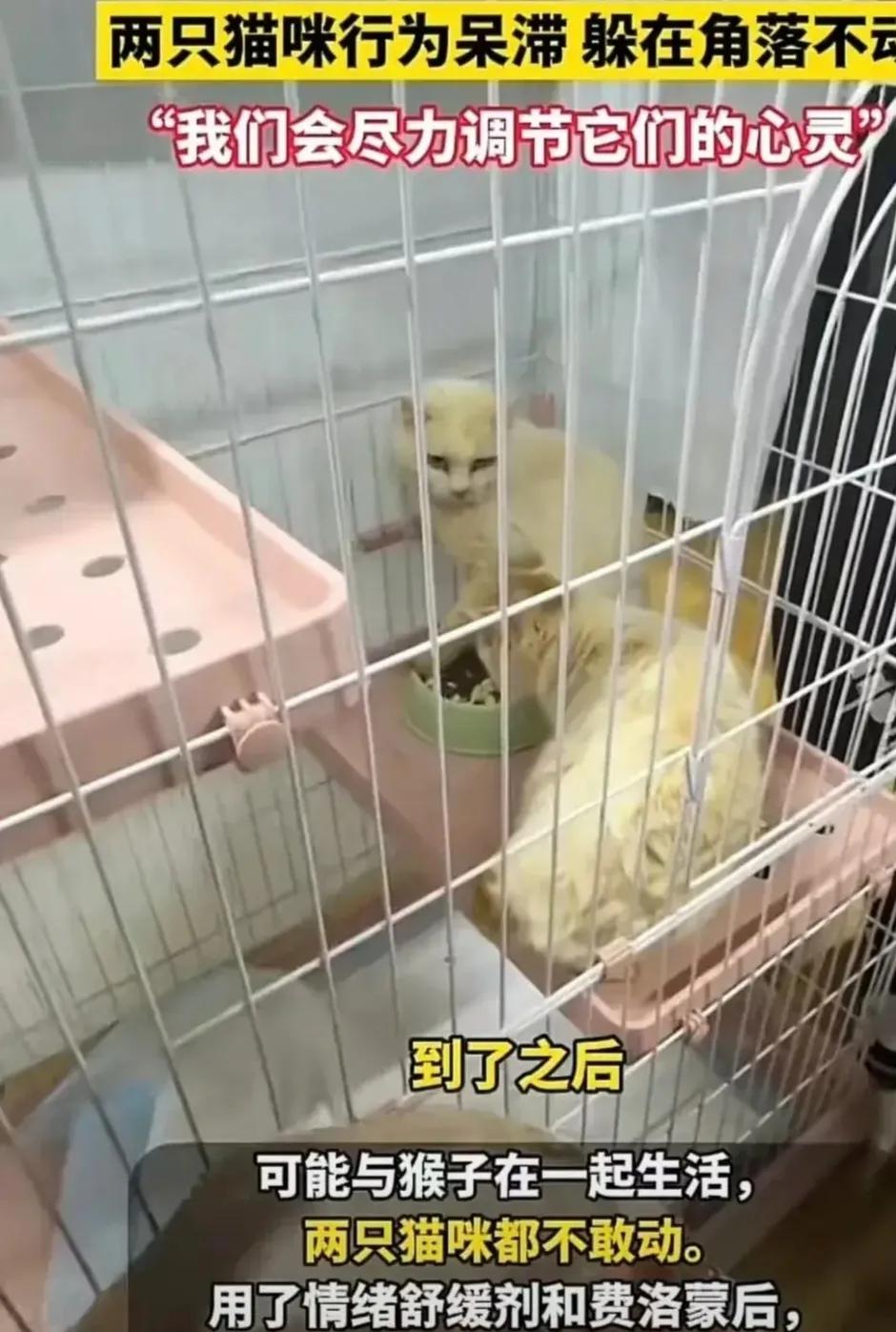 为两只猫捐款300万元！这可能又让许多人吃惊了！

近日看到一位网友写的一篇文章