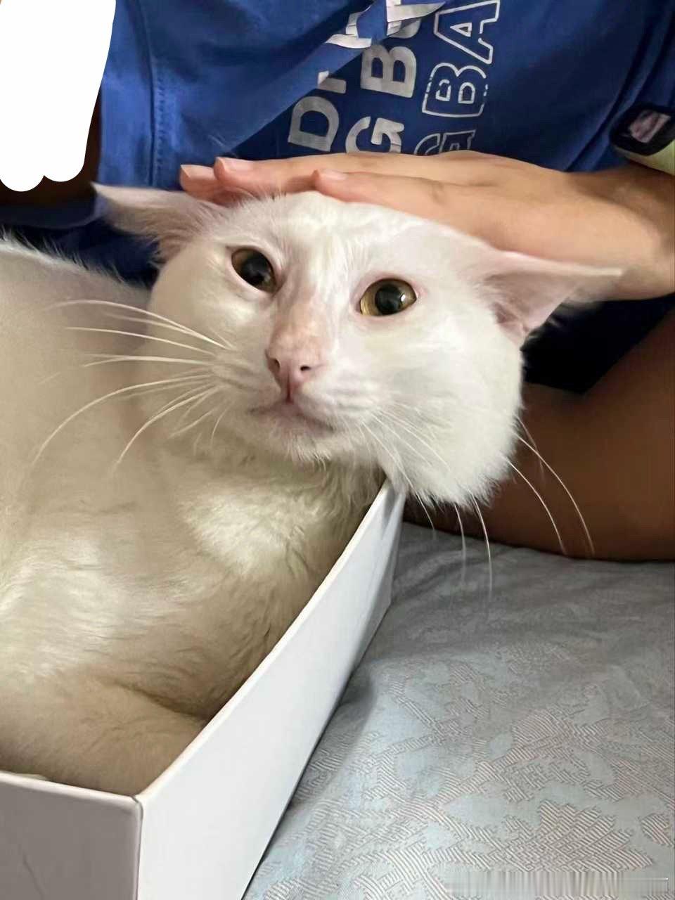 50873【丑猫】看得我心灵一直颤抖 