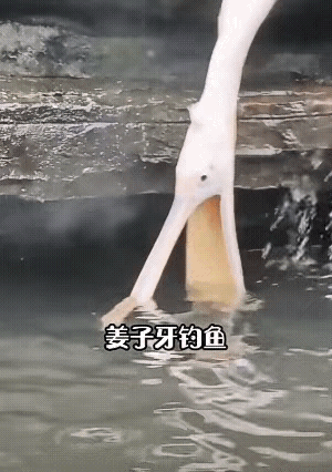 图一：问题是，这个家伙怎么长这么大的？连吃都不会吃。