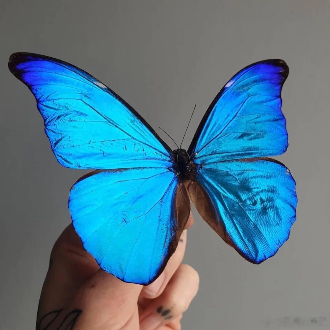 生活手记 尖翅蓝闪蝶，（学名：Morpho rhetenor），鳞翅目,蛱蝶科,
