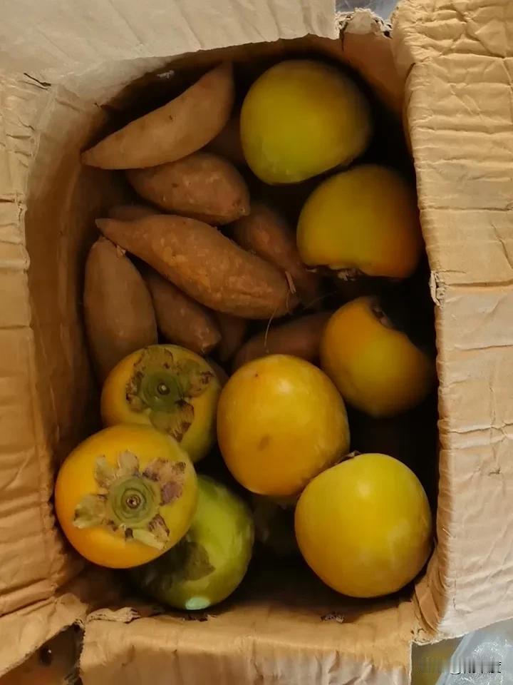 今天去菜市场
一熟人叫我买他的水果
他说刚到的柿子（脆柿）
没办法平时都相互帮衬