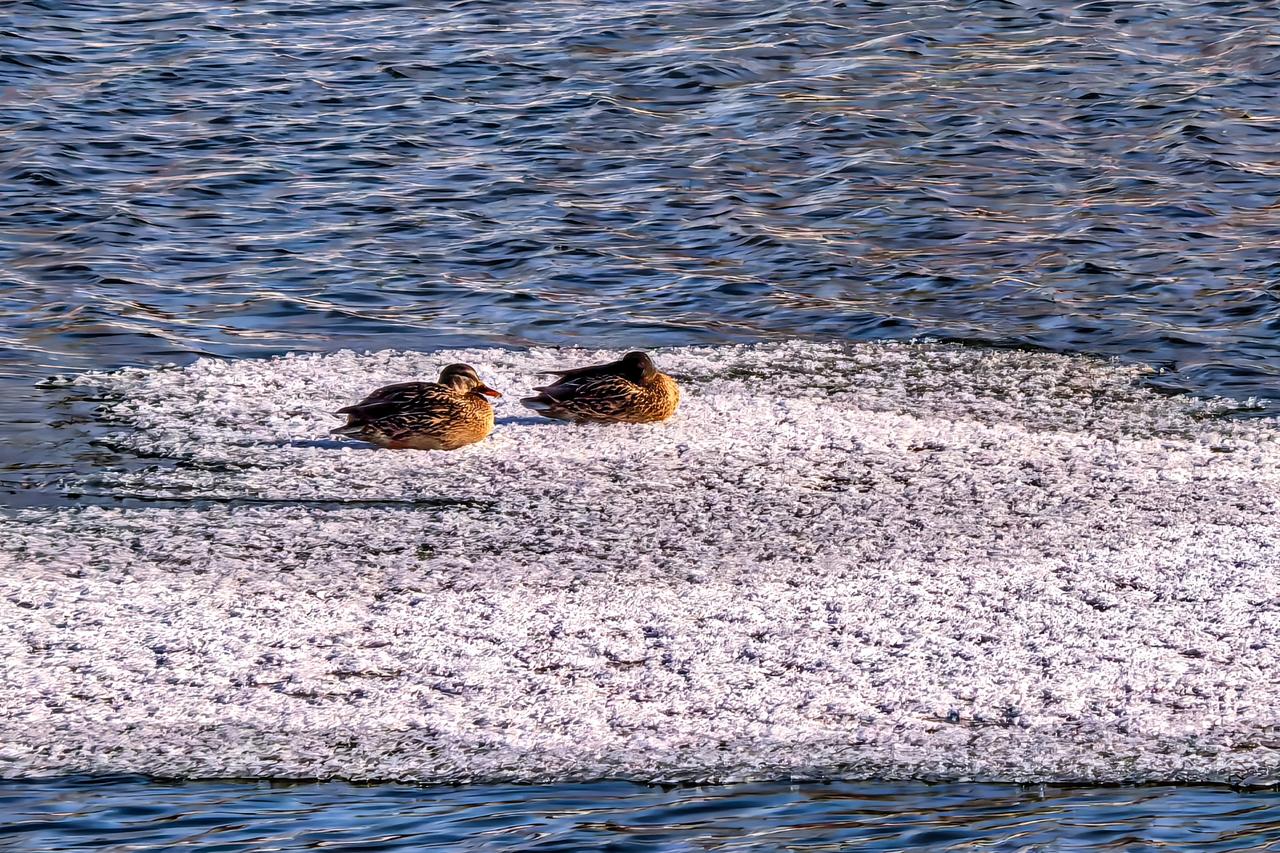 伊通河的野鸭渡

当严冬锁住东北大地，伊通河便化作一条沉寂的冰原。冰面凝着细碎的