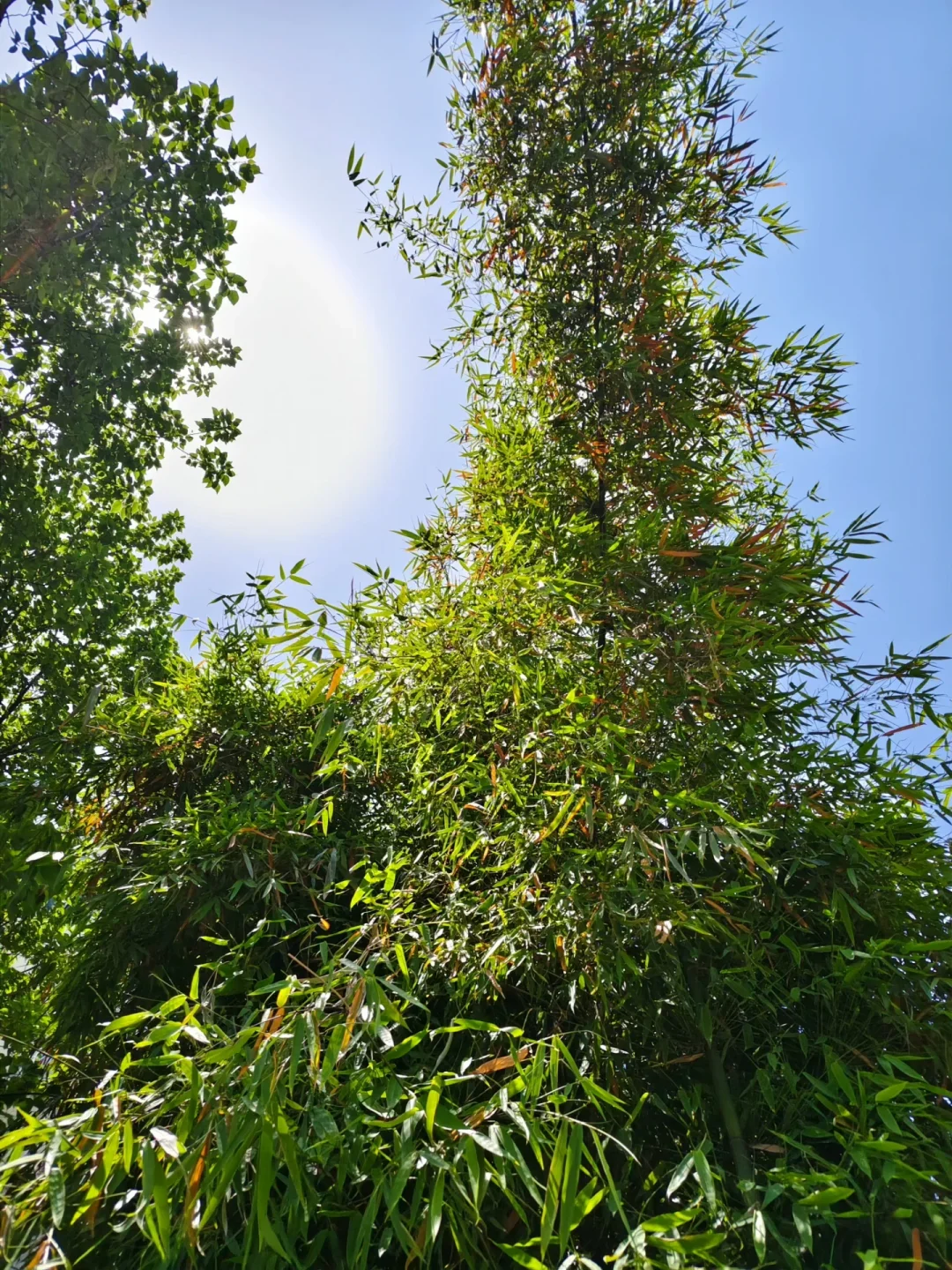 夏日竹林