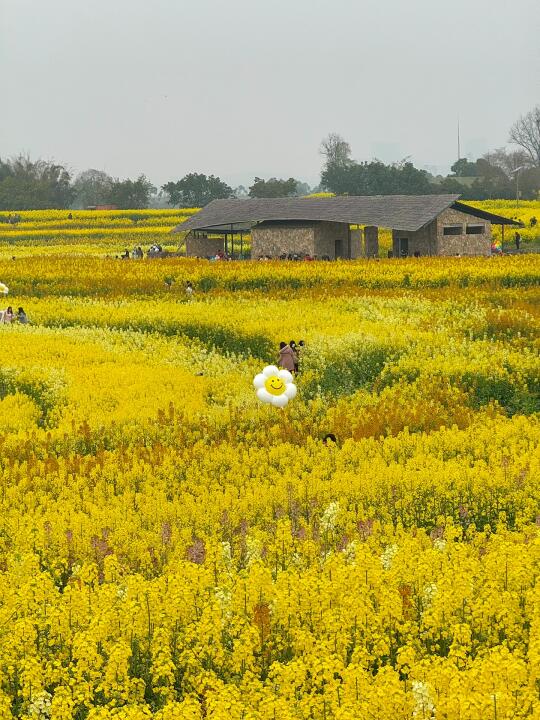 3.10实拍！三圣乡的油菜花开爆啦！