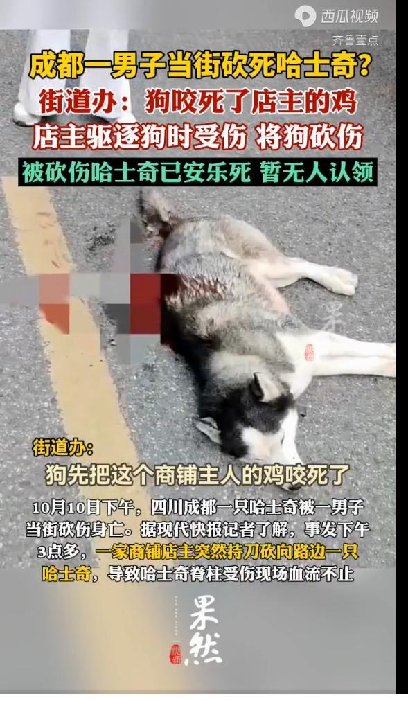 这么可爱的狗狗被砍至重伤
真是凶残了
据说是只2岁的哈士奇
可能刚刚走失
脖子上