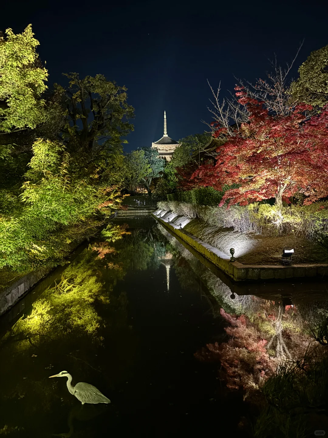 京都东寺夜枫之美🍁