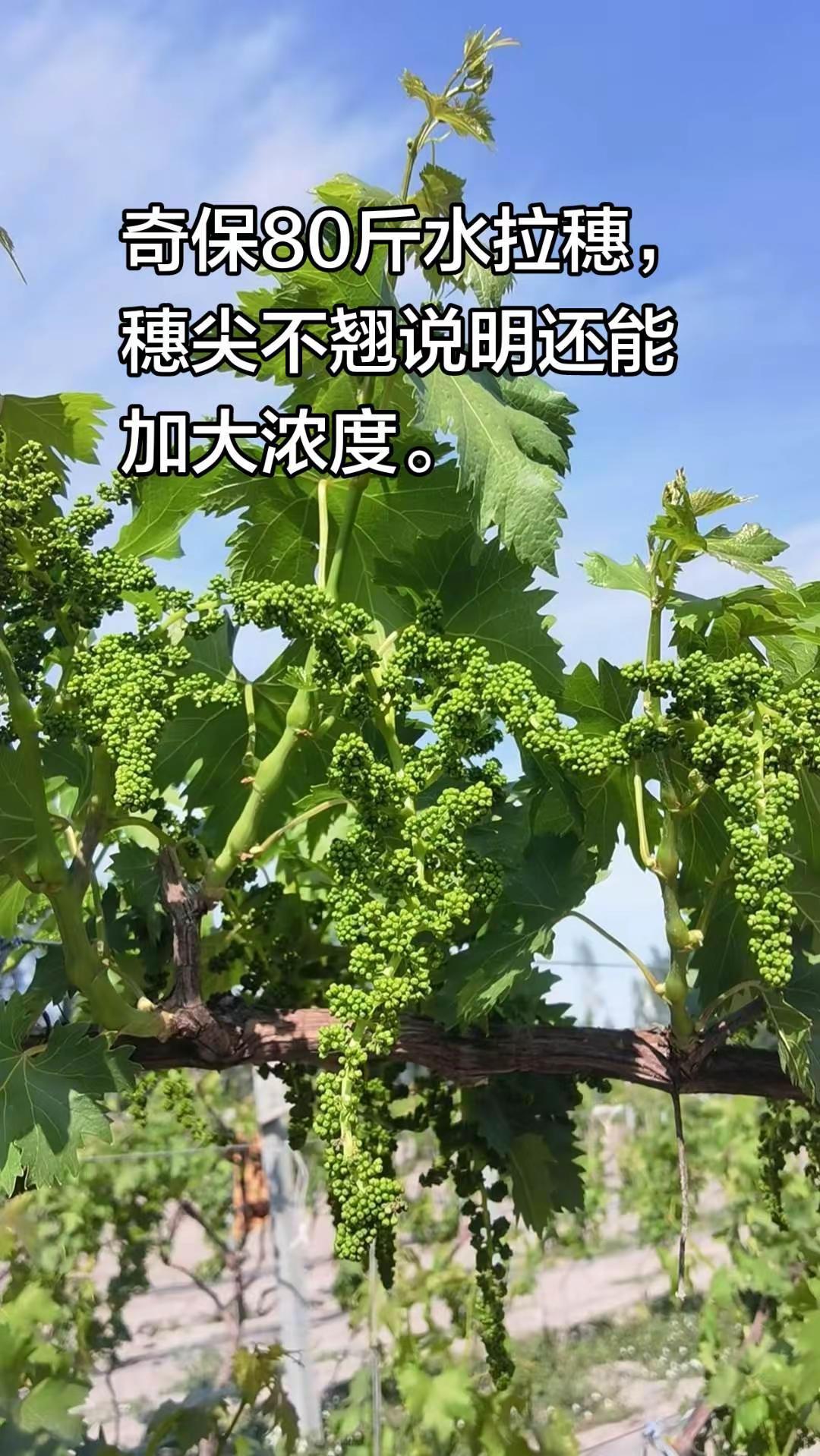 拉穗