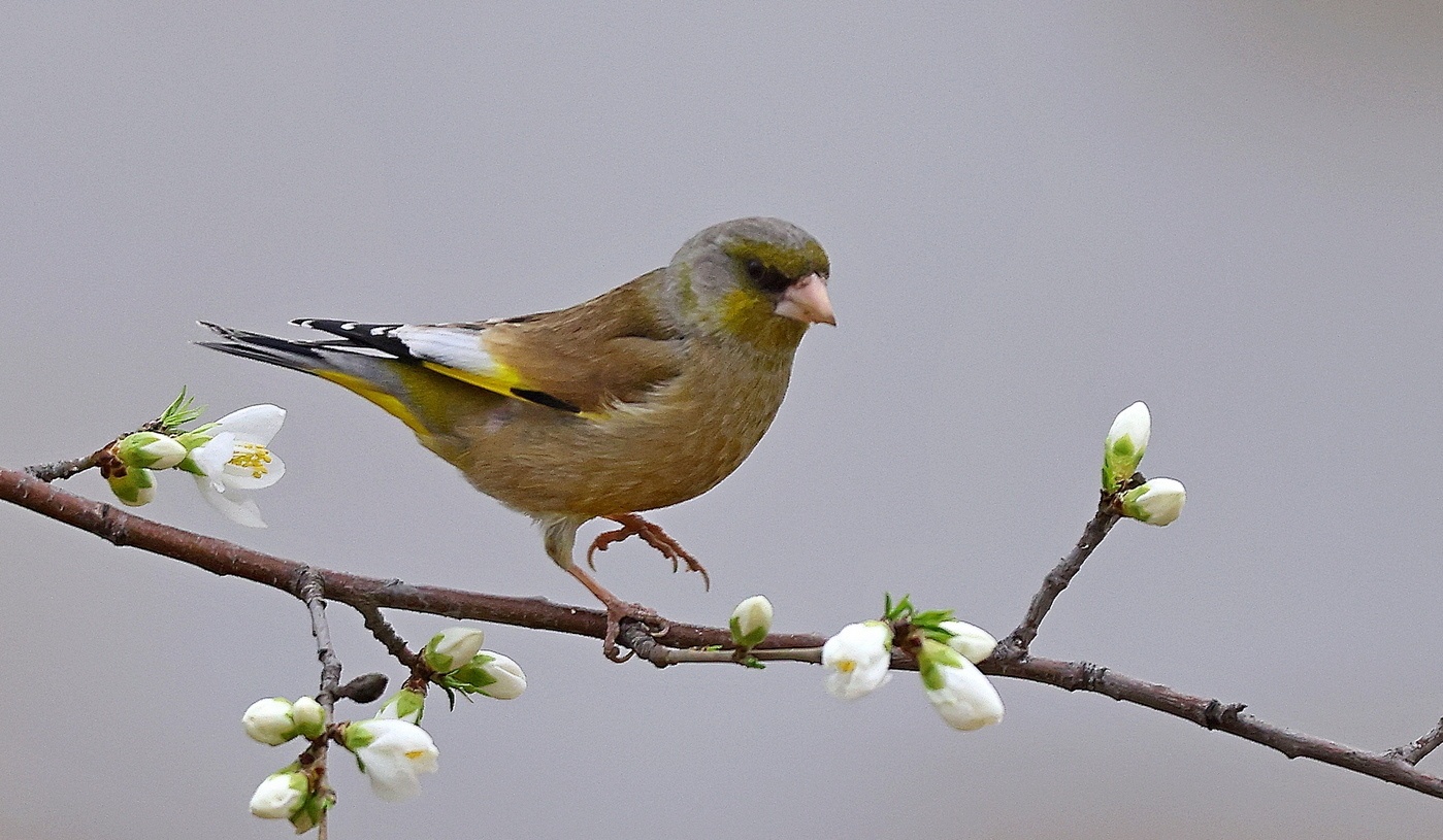 鸟类朋友图鉴2026我的动物朋友 🐦春日邂逅金翅雀｜枝头的小欢喜在开满白花的枝