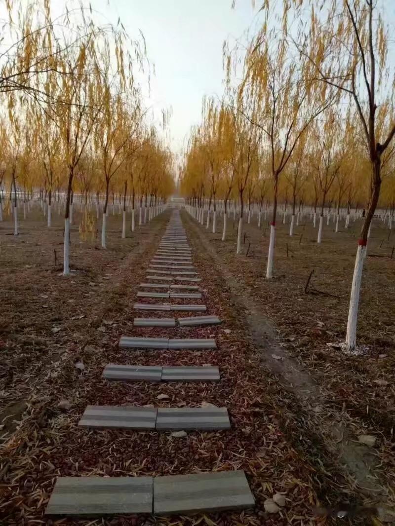 一张照片分享秋色