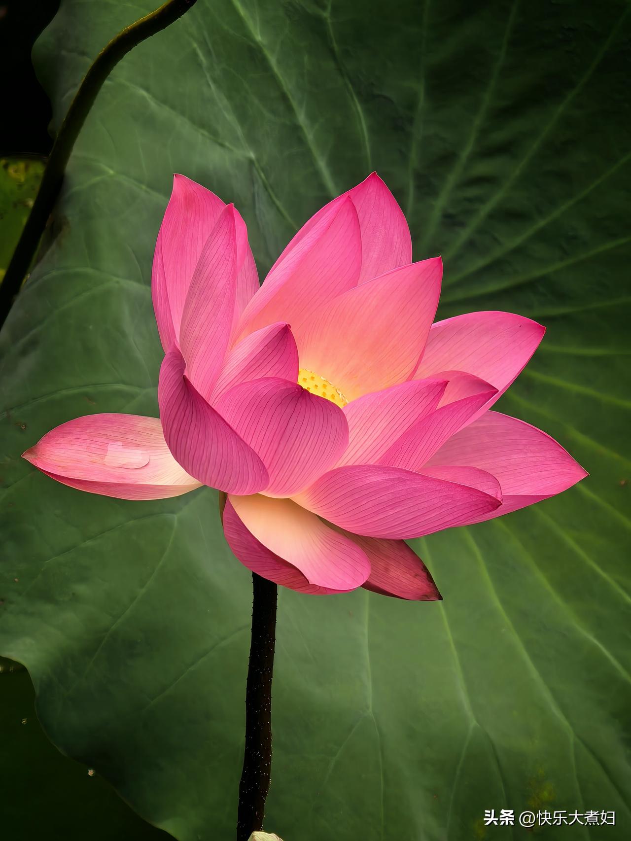 发一张你相册最近拍的花昨天在荔湾湖公园随手拍的，图四是被雨摧残后的并蒂莲