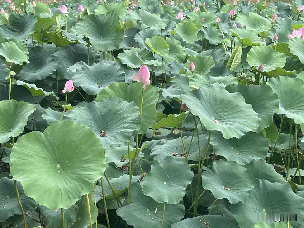 【醉桃源•秋风怯暑】
秋风怯暑避莲池，蜻蜓翠盖息。
清波荡漾柳依依，烟波袅绕迷。