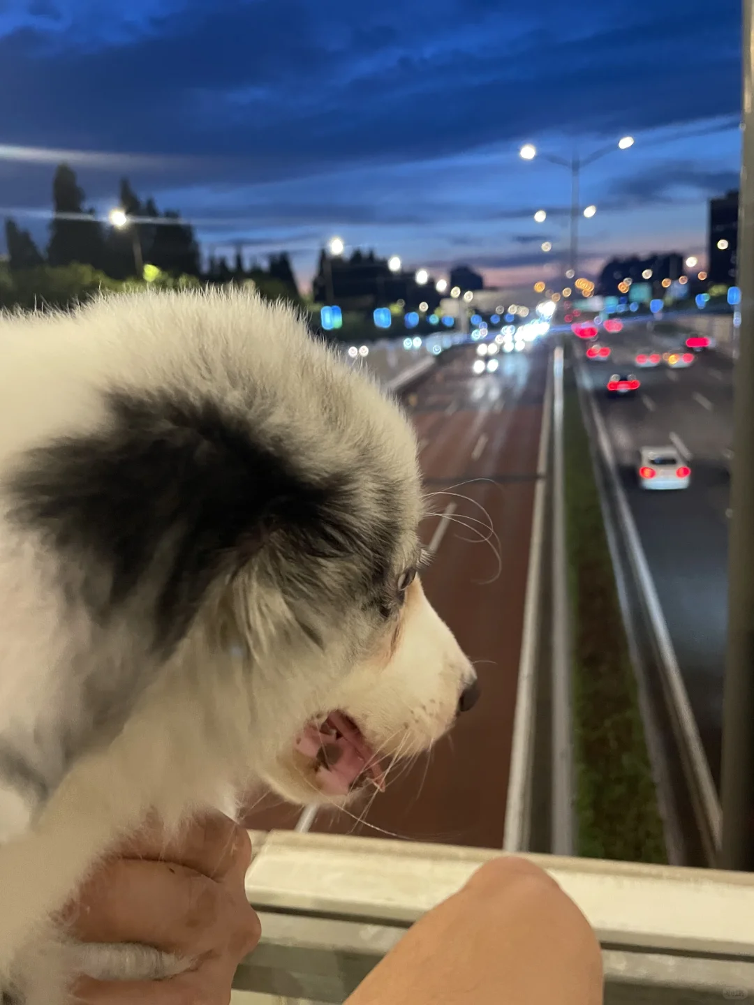 是谁家小狗有日落看