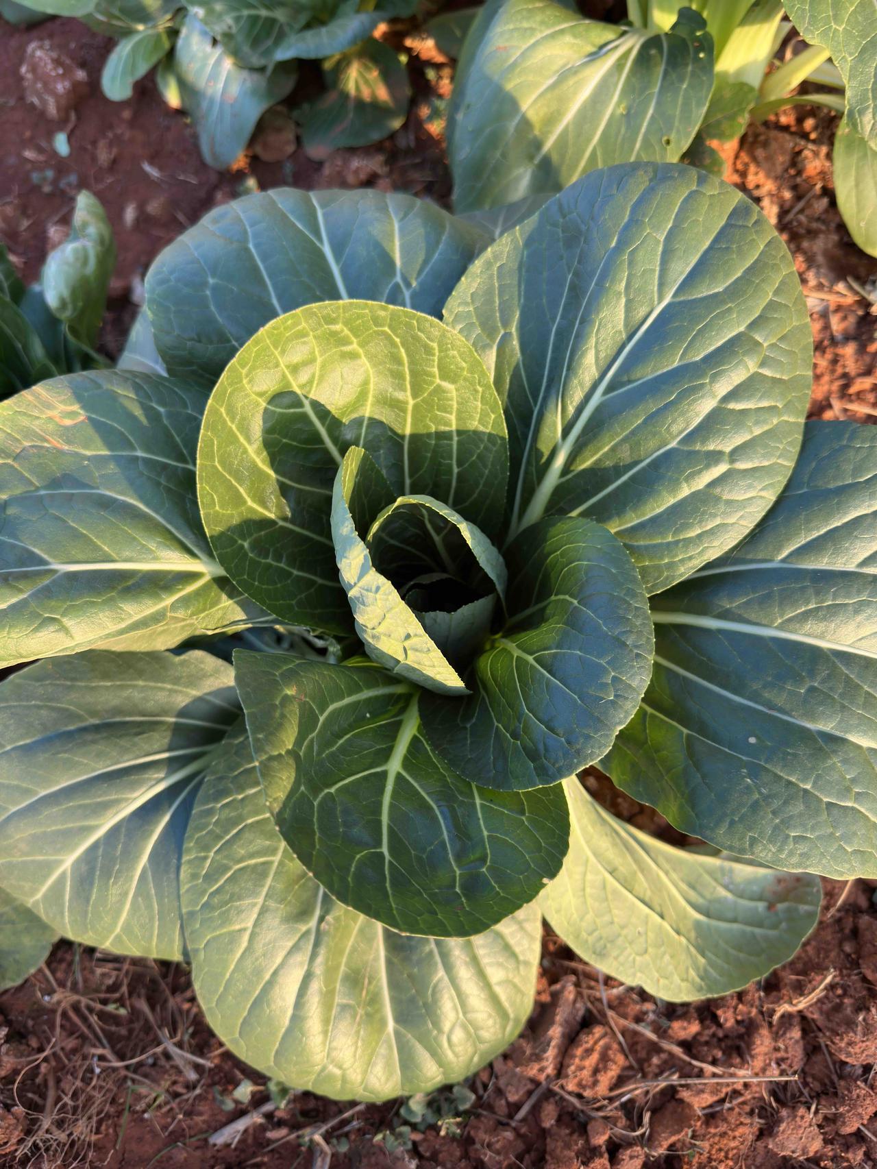 经历了三天的失眠，昨夜终于睡了一个正常的觉—— 晚上10:45上床，没有翻来覆去