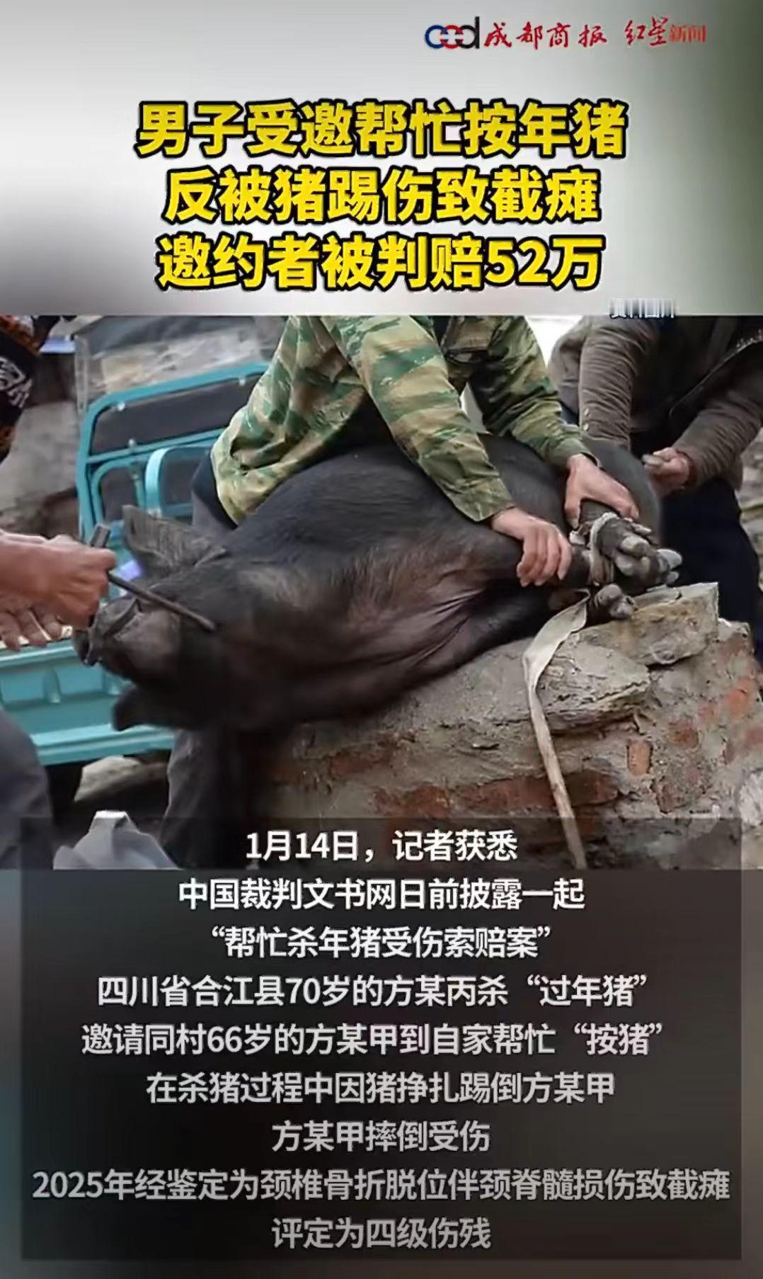 四川合江一位66岁的大爷，邻居家过年要杀猪，就请大爷过去帮忙按猪。

结果猪挣扎