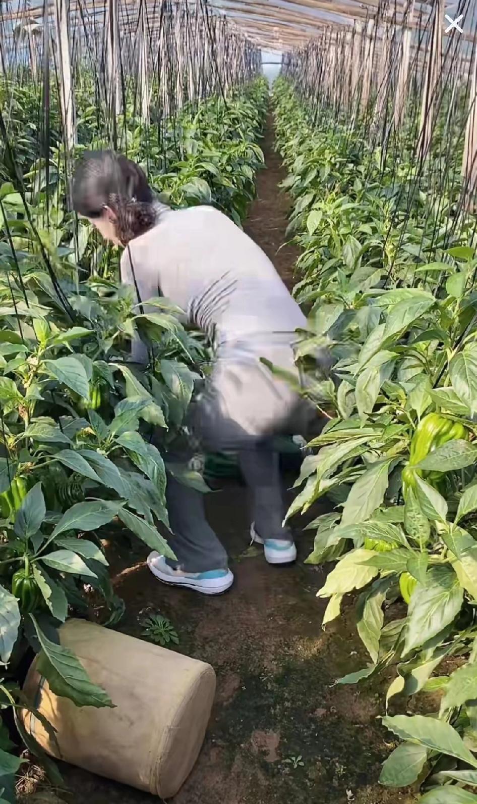 上联：池边看鱼跃，诚邀下联户外采蔬菜