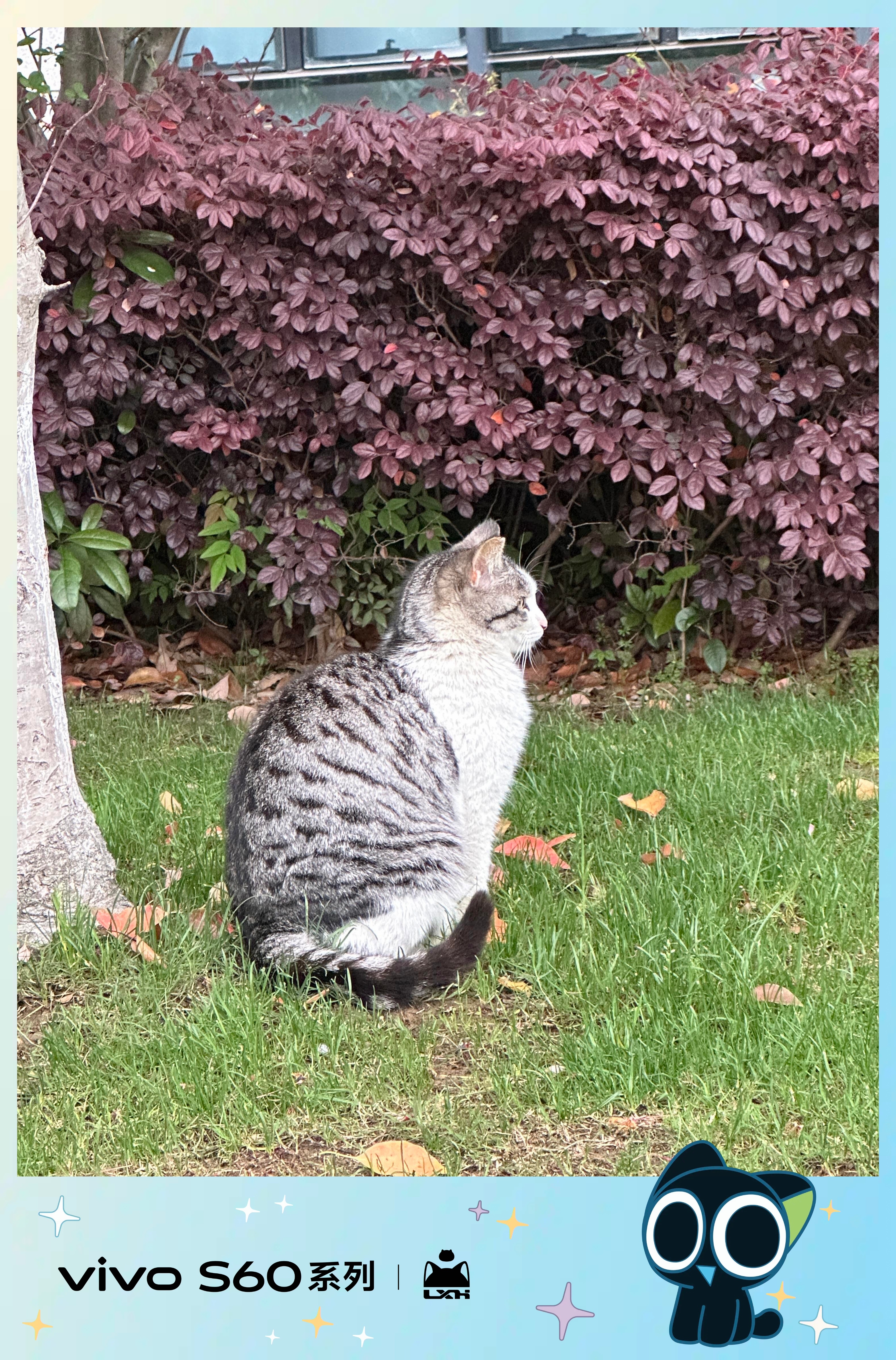 vivo校园里的小猫咪～太可爱啦，可惜有些胆小的不让摸～ 