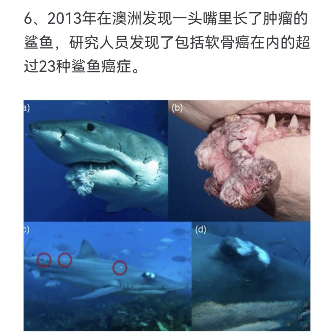 2013年在澳洲发现一头嘴里长了肿瘤的鲨鱼