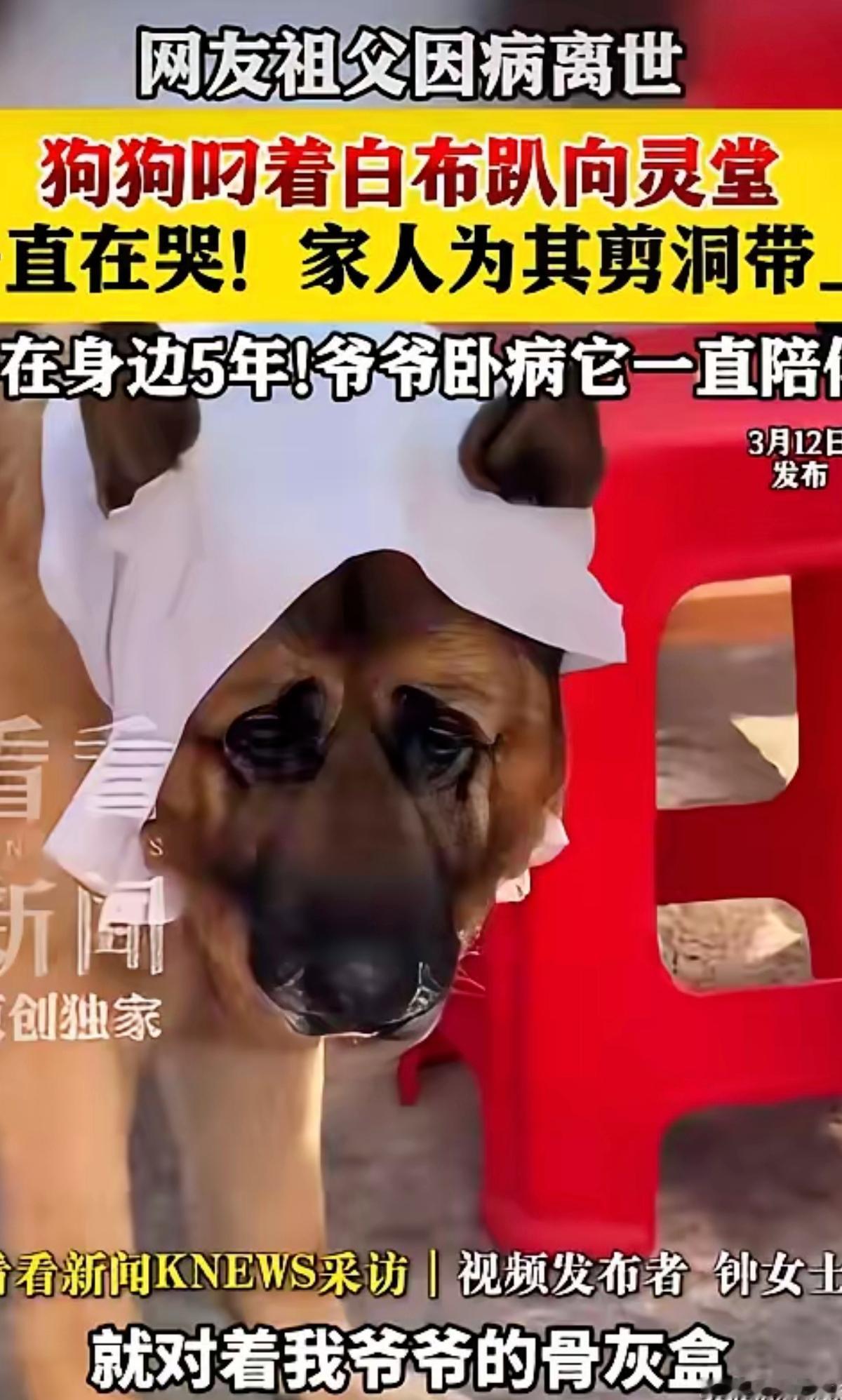 谁能想到，一只小狗竟用最笨拙的方式，把离别之痛演到了人心底。江西这只叫狼狼的小狗