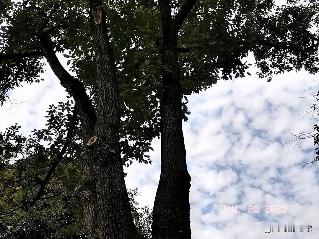 春节“不回家”，是逃避还是自救？
      有钱没钱，回家过年，这句往昔满含温