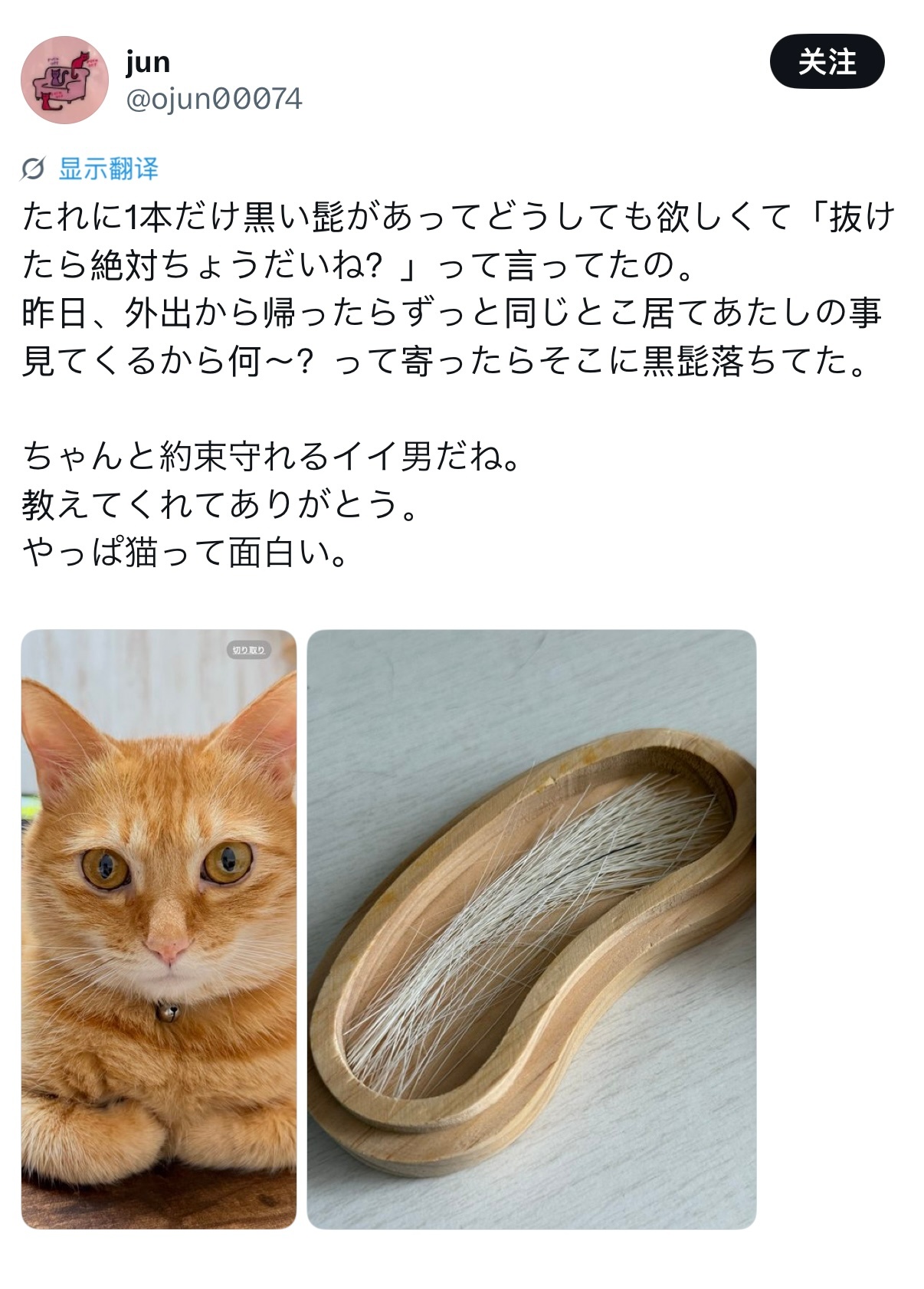 猫咪下巴长了一根黑色胡须，我特别想要，之前就跟它念叨：“这根胡子掉下来一定要留给