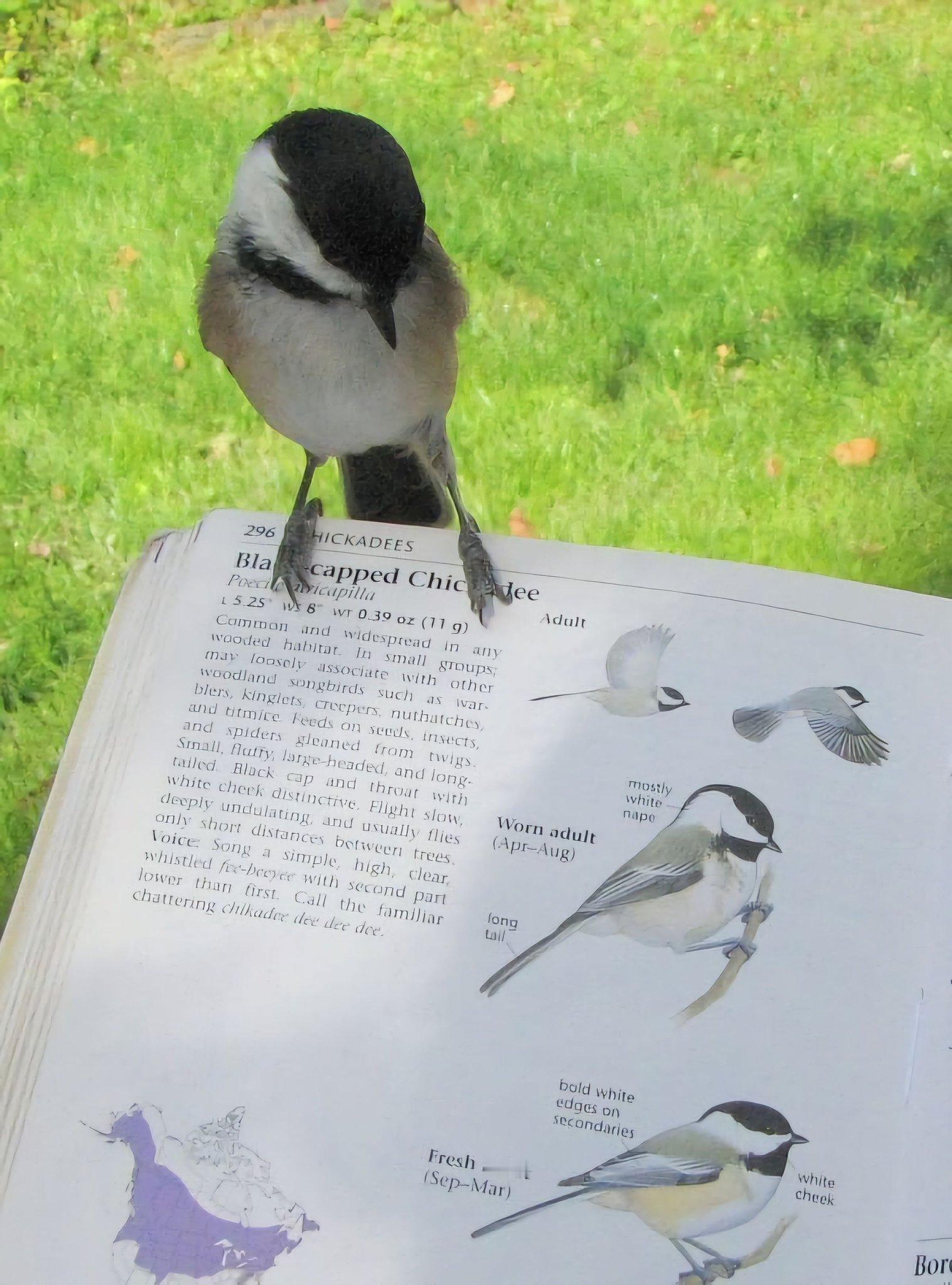 黑冠山雀（Black-capped chickadee）山雀科高山山雀属（Poe