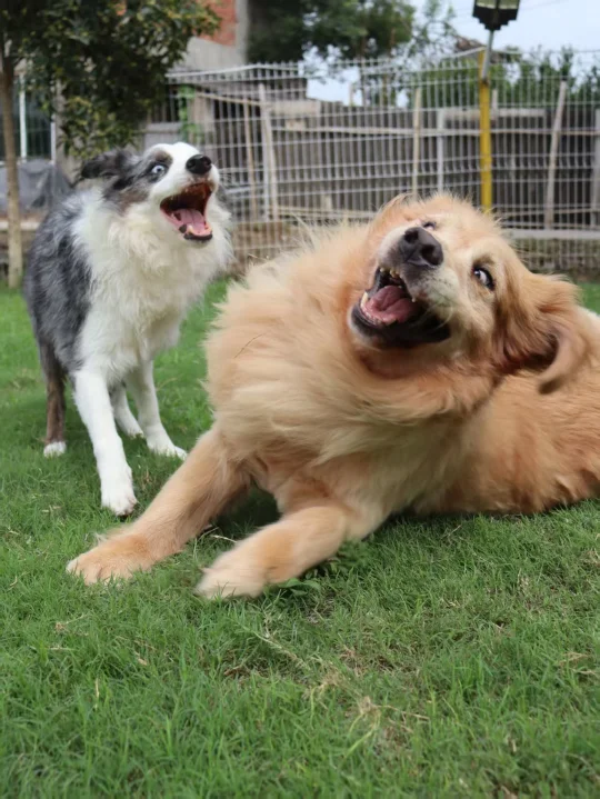 小狗相会 快乐翻倍