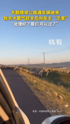 全网最圈粉的牧羊犬！内蒙古草原公路上，一名司机正常驾车行驶在路上，前方突然出现一