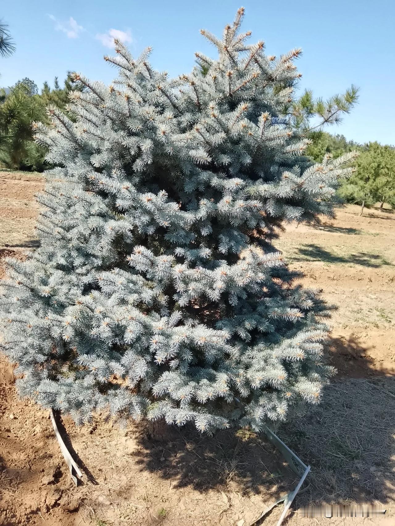 #看看你拍的花#近日阳光明媚，北京的秋天是暫短的。气息中草木的清香，清晰可见山脉