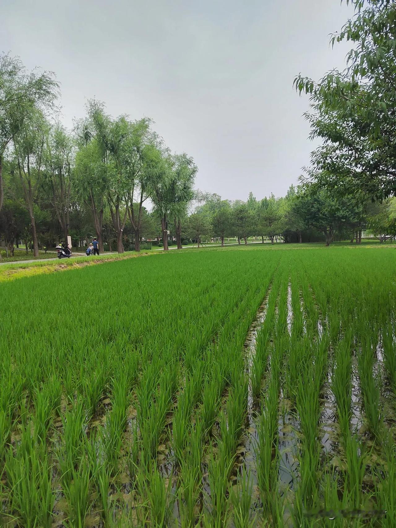 分享手机里随手拍的风景相片绿叶掩映，花瓣微笑，初夏的治愈力量无处不在。