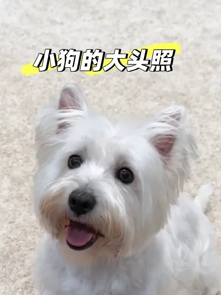 我的修狗太可爱了💗