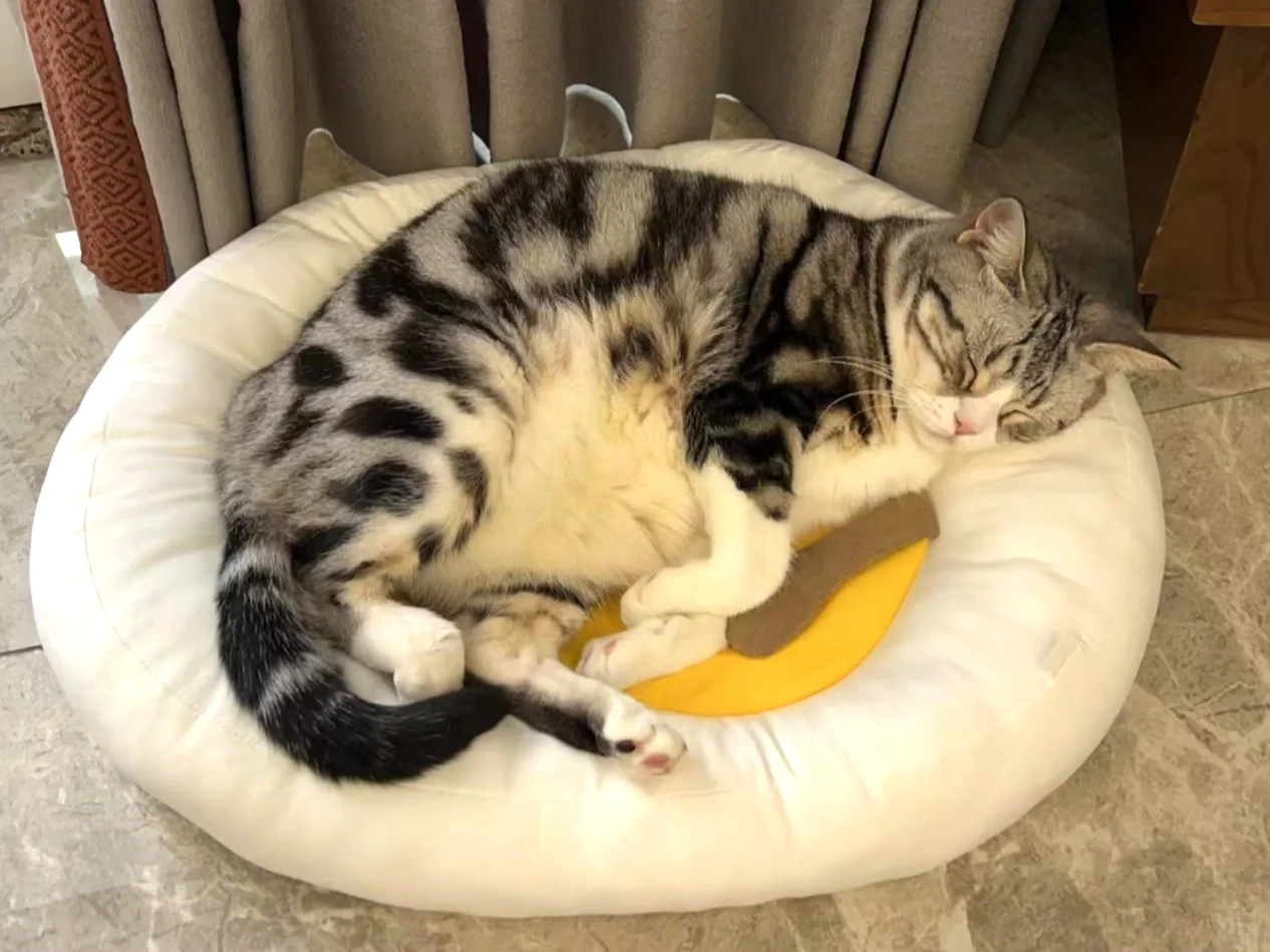 我妈问我这个窝是不是给猫下药了🥹