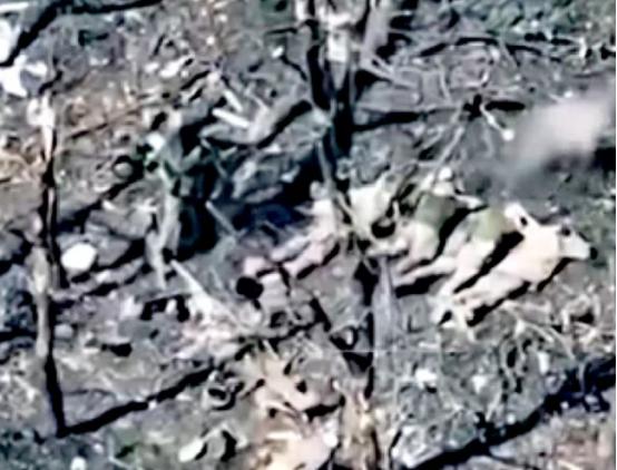 俄军开枪从枪毙5名乌军俘虏，全部从脑后勺开火射杀！终于明白，红军城数千乌军被包围