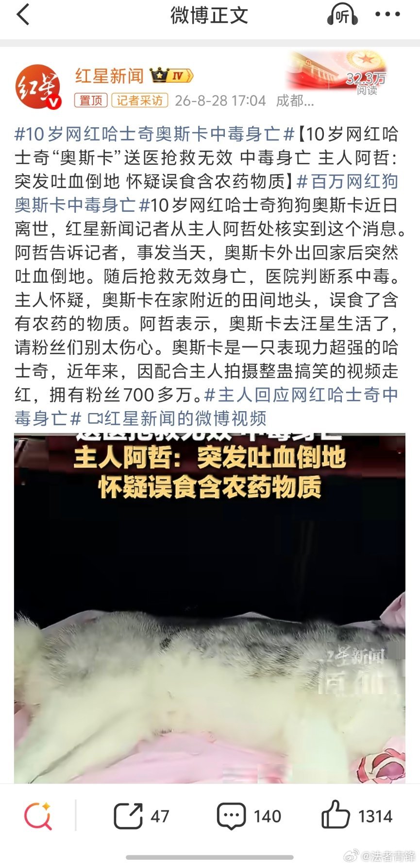 百万网红狗奥斯卡中毒身亡最核心的问题在于放养，如果狗主人能够严加管控，狗狗也就接