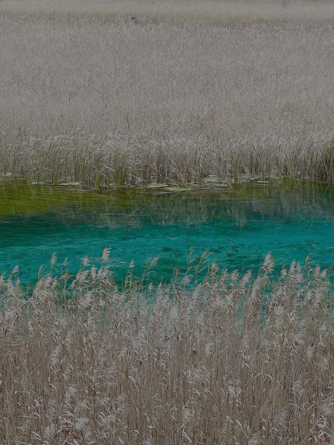 九寨沟里的芦苇荡
