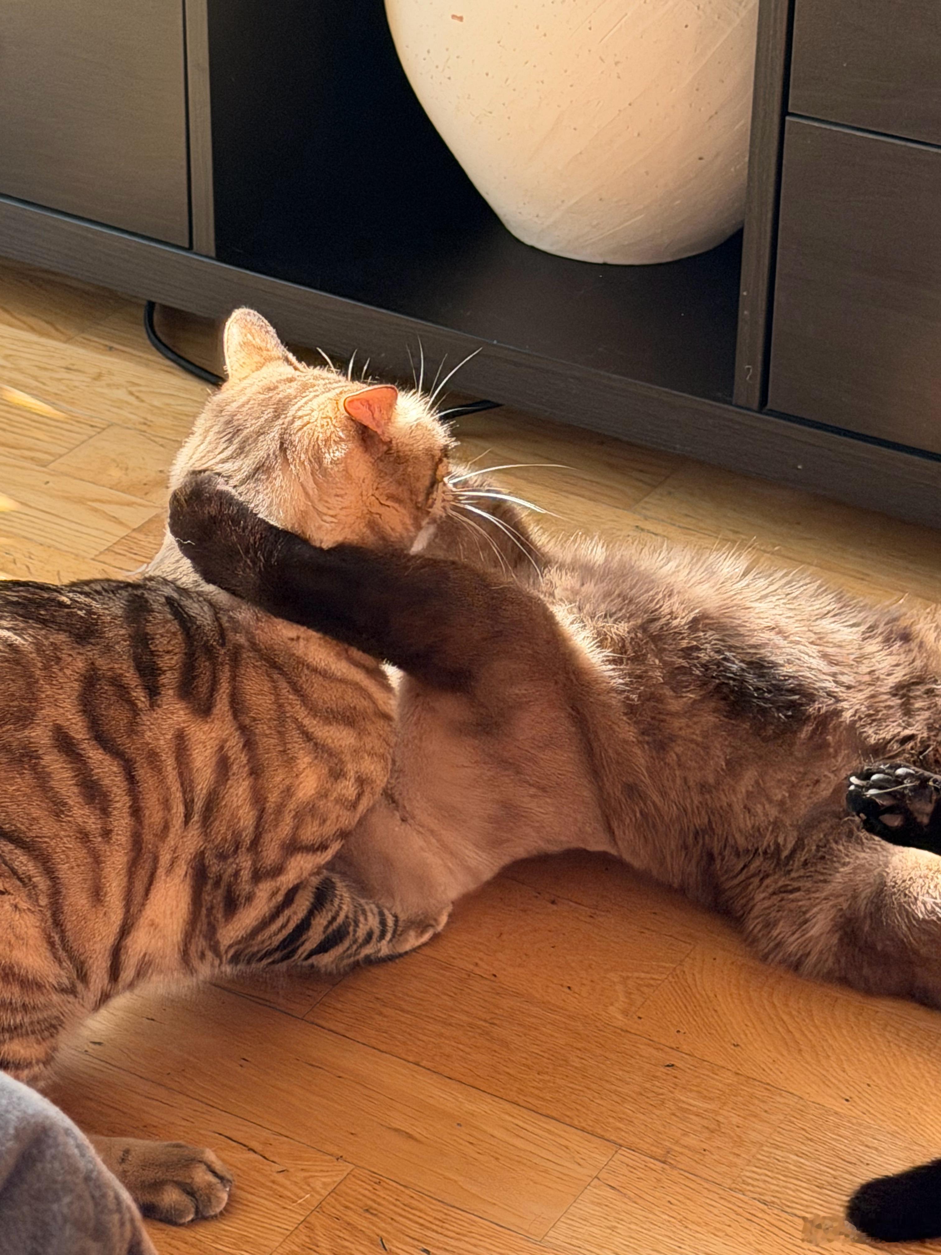 好久没见这么主动的小猫，一进门就一屁股坐腿上，动都不敢动 ​​​