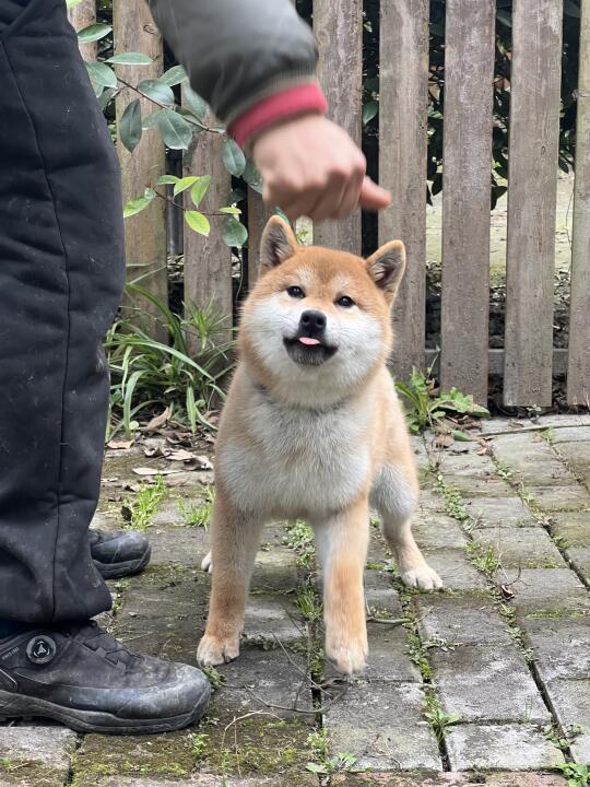 柴犬弟弟 | 六月龄