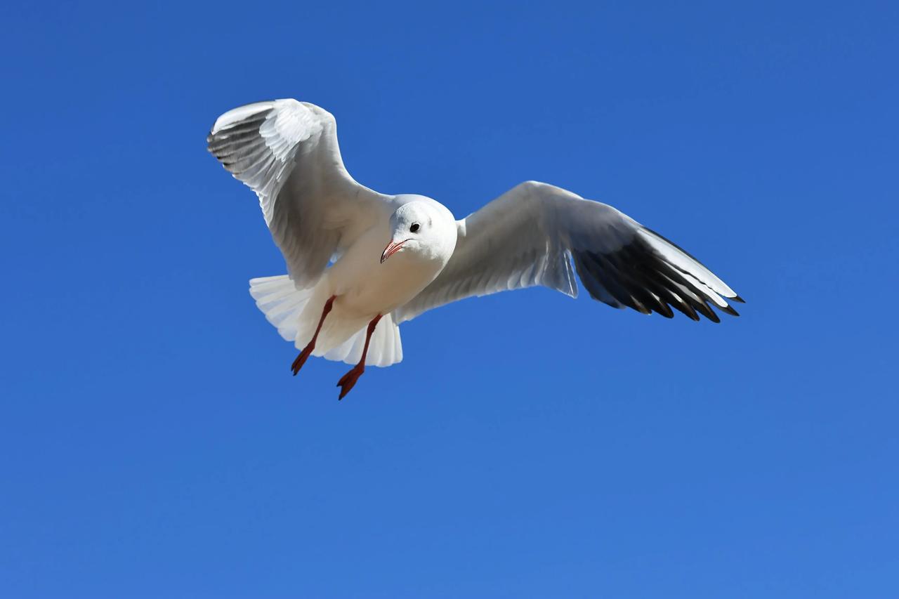 空中飞鸥