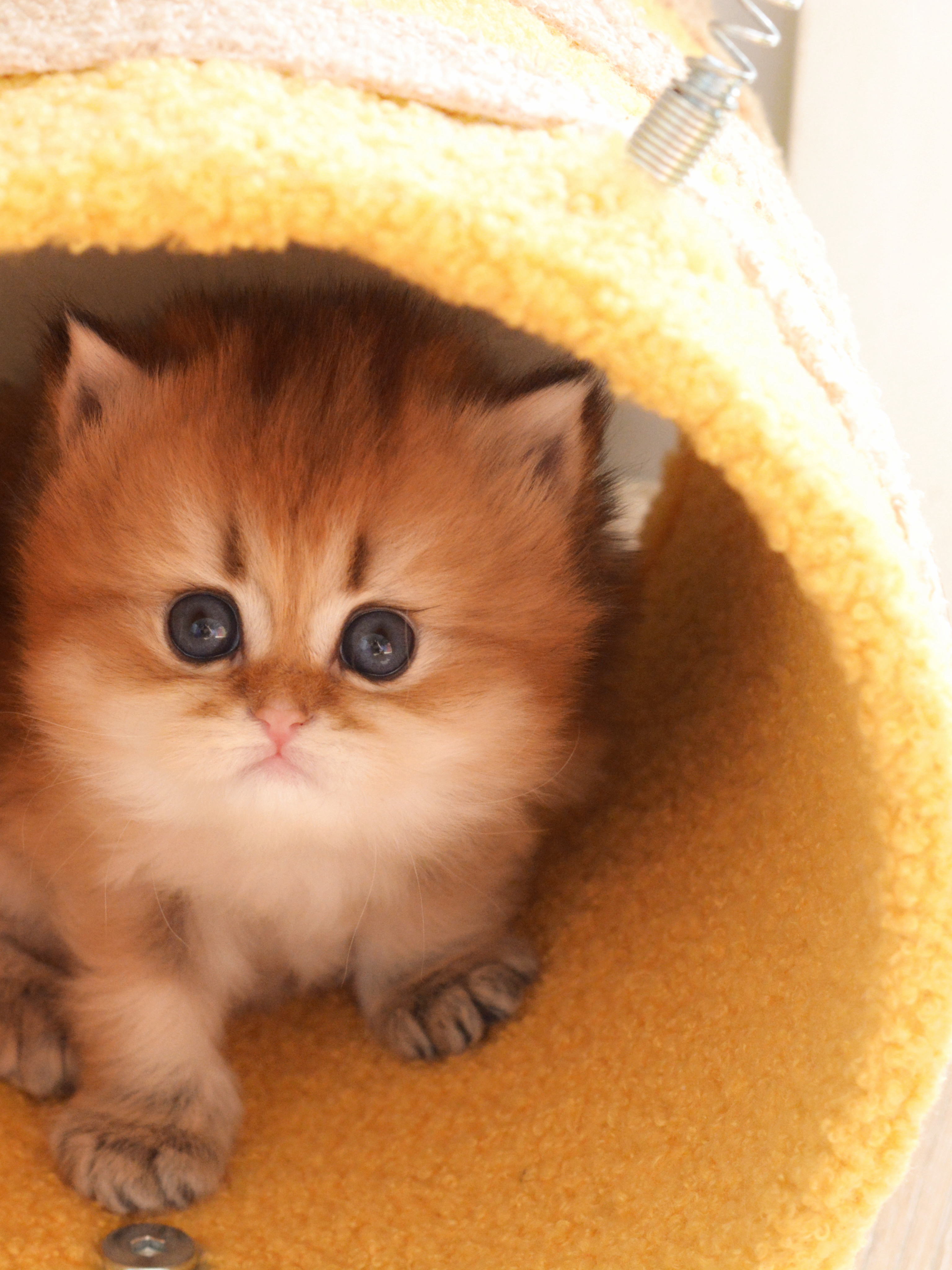 胖妹同窝大眼睛哥哥英国长毛猫金色渐层有兴趣的欢迎咨询啦售价含证书/疫苗/驱虫/抗