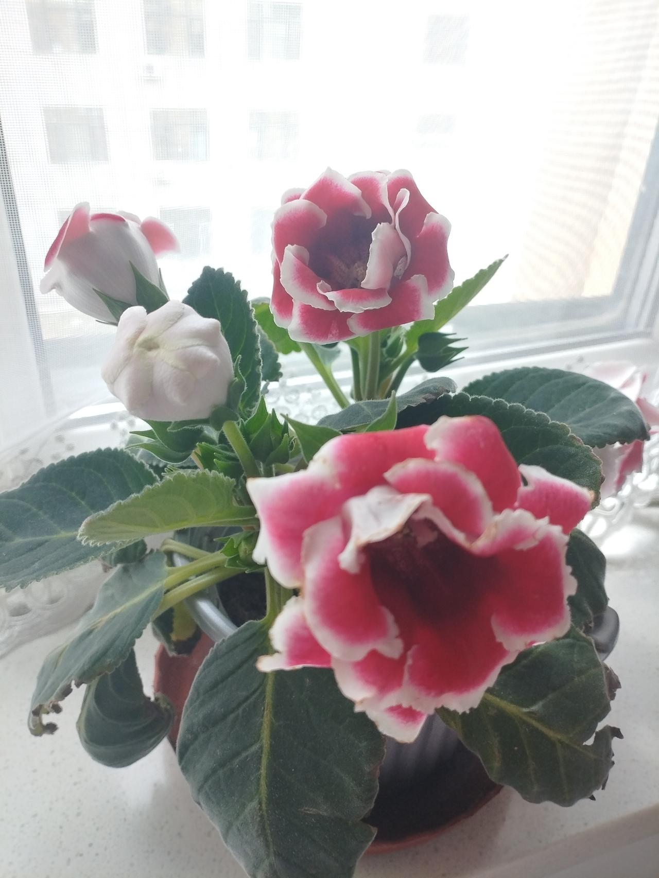 窗畔芙蓉开，方寸藏春温
 
窗畔晴光里，芳苞次第开。
粉边裁玉色，一室自生春。